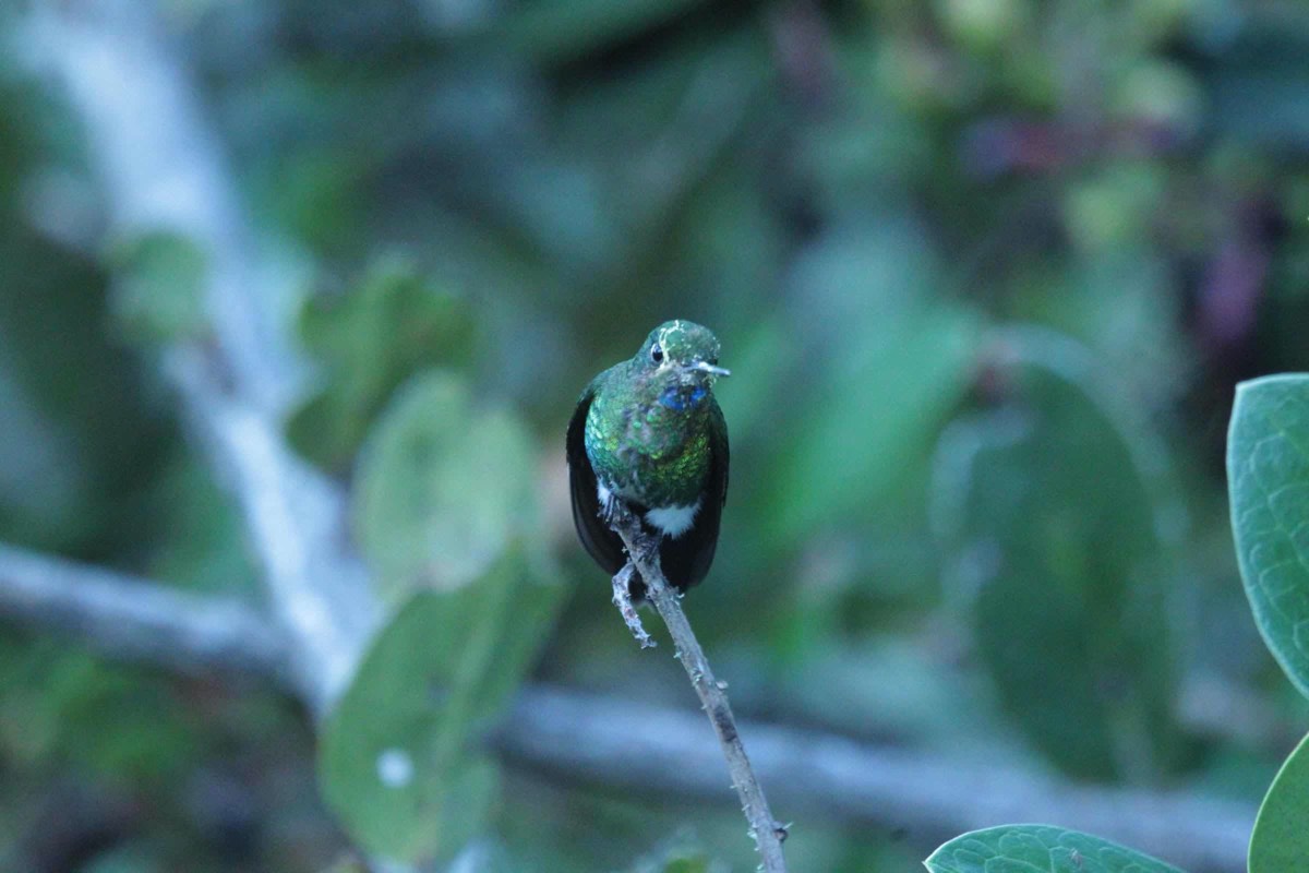 foto colibri libando